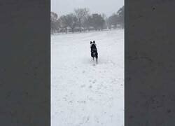 Enlace a Perro disfruta de la nieve por primera vez