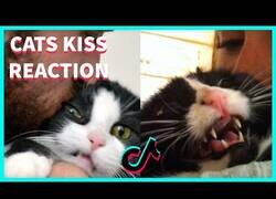 Enlace a ¿A los gatos les gusta que les besen?