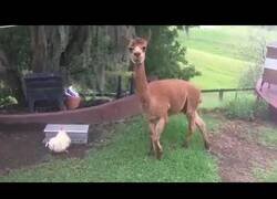 Enlace a Esta gallina no quiere compartir su comida con esta alpaca