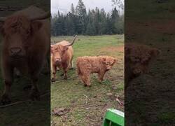 Enlace a Una cría de vaca de tierras altas sale a pasear por primera vez