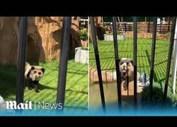 Enlace a Zoo de China es acusado de hacer pasar perros Chow Chow por osos panda