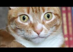 Enlace a Gato reacciona a una hucha de gato