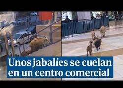 Enlace a Familia de jabalíes se cuelan en un centro comercial en Fuengirola