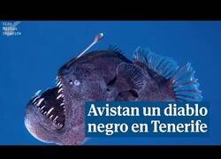Enlace a Primer avistamiento de un rape abisal a plena luz del día cerca de una costa de Tenerife