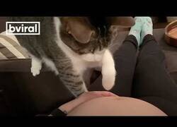 Enlace a Gato se da cuenta de que hay que un bebé dentro de esa barriga