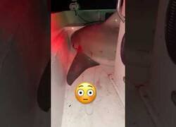 Enlace a Cuando un tiburón salta dentro de tu barco