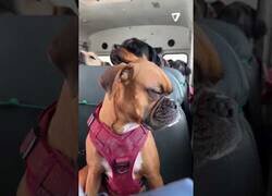 Enlace a Perros se van de excursión y vuelven agotados