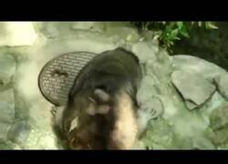 Enlace a Rescatando a un mapache atrapado en una alcantarilla