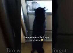 Enlace a A este gato se le olvidó respirar