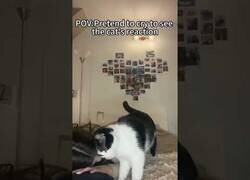 Enlace a Fingiendo llorar para ver la reacción de sus gatos
