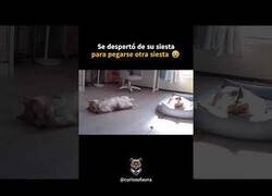 Enlace a Perro se despierta de su siesta para pegarse otra siesta