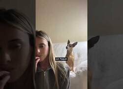 Enlace a Noa, la perrita que entiende la conversaciones humanas