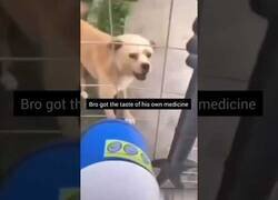 Enlace a Perro recibe de su propia medicina