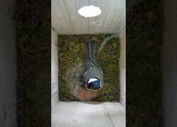 Enlace a Timelapse de un pájaro construyendo su nido