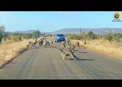 Enlace a Monos hacen frente a un leopardo