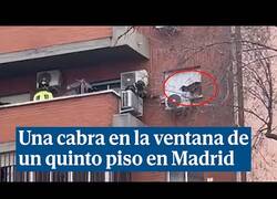 Enlace a Rescatan a una cabra atrapada en la ventana de un quinto piso en Madrid