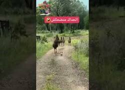 Enlace a Este perro debería meterse con alguien de su tamaño