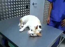 Enlace a Cómo inmovilizar a un gato con una pinza