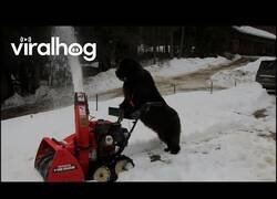 Enlace a El perro quita nieves