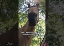 Enlace a Cuando te despiertas de acampada y un caballo está observándote como duermes