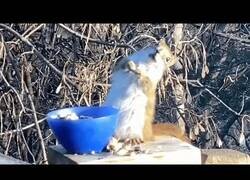 Enlace a Ardilla se emborracha tras comer una pera fermentada