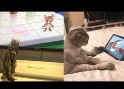 Enlace a Gatos viendo y reaccionando a Tom y Jerry