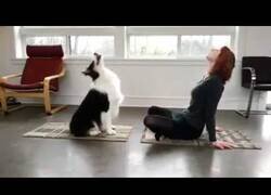 Enlace a Cuando tu perro te sigue en tu clase de gimnasia