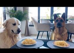 Enlace a Competición de comer espagueti: Golden Retriever vs Pastor Alemán