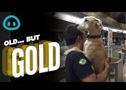 Enlace a Este perro se vuelve loco al ver a su dueño