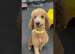 Enlace a Perros antes y después de que les digan que son buenos chicos