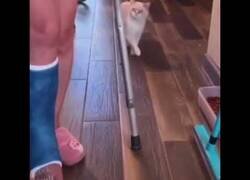 Enlace a Gato compasivo se solidariza con su dueña lisiada