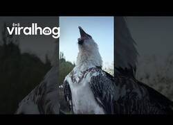 Enlace a Quebrantahuesos se traga un hueso entero