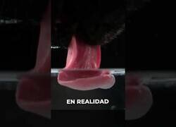 Enlace a La curiosa técnica para beber de los perros