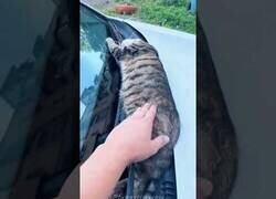Enlace a Los gatos pueden dormir en absolutamente cualquier parte