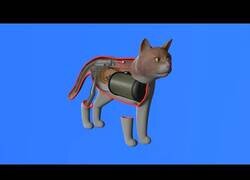 Enlace a ¿Cómo funciona un gato?