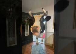 Enlace a Una vaca gigante viene a casa para merendar