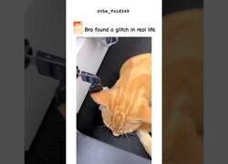 Enlace a Se me ha bugeado el gato