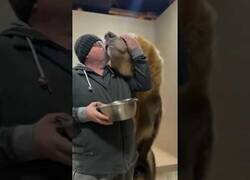 Enlace a Ruso loco da de comer a un oso gigante