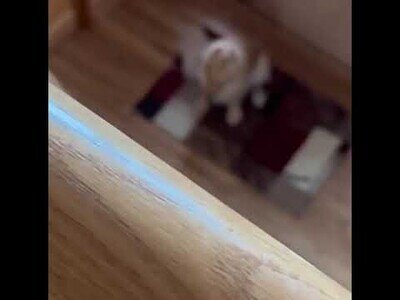 Lo que hacen los perros cuando nadie les ve