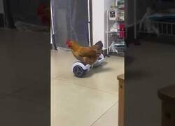 Enlace a Esta gallina maneja el hoverboard a la perfección