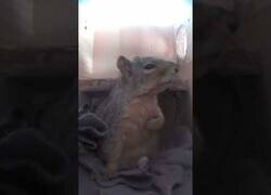 Enlace a Ardilla se lleva la mano al corazón tras ser despertada por un trueno
