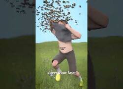 Enlace a Si te persiguen avispas, meterte en el agua no te servirá de nada