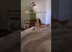 Enlace a Gatos siendo atacados por sus propias colas