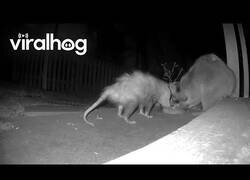 Enlace a Zarigüeya y mapache comparten cena