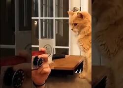 Enlace a Los gatos son el origen de todo caos