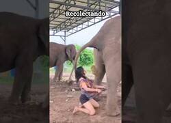 Enlace a ¿Sabías que el café más caro del mundo se extrae de los excrementos de elefante?