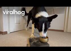 Enlace a Este Border Collie me lleva las cuentas
