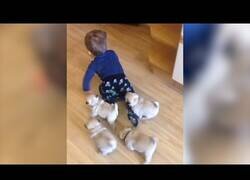 Enlace a Cachorros de pug siguen a este niño por toda la casa