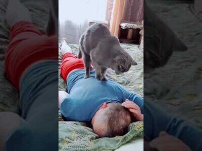 El gato masajista