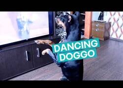 Enlace a Este perro sigue los pasos de Michael Jackson